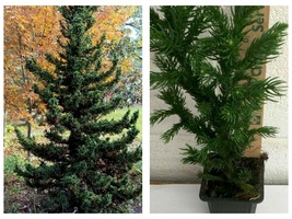 2 Live Plants Black Dragon Japanese Cedar Trees 6-12&quot; Tall - Quart Pots - £83.26 GBP