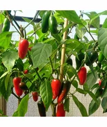 25 MILD TAM JALAPENO VEGETABLE SEEDS FOR GARDEN - $133.04 MXN