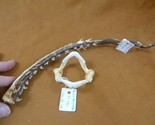(sj447-70) 2-1/4&quot; Thornback ray Raja clavata jaw + tail strip jaws rays ... - £146.42 GBP