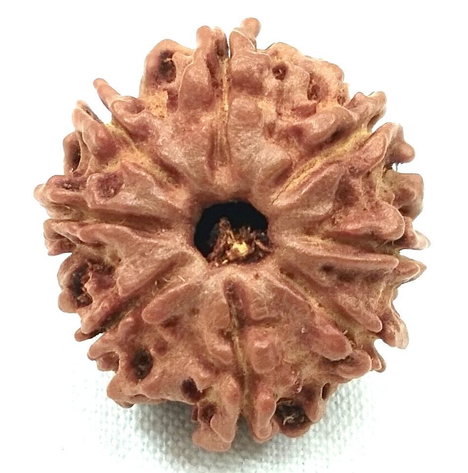 8 Mukhi Rudraksha / Eight Face Rudraksh - Nepal - Lab Certified - $84.15