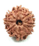 8 Mukhi Rudraksha / Eight Face Rudraksh - Nepal - Lab Certified - $1,544.09 MXN