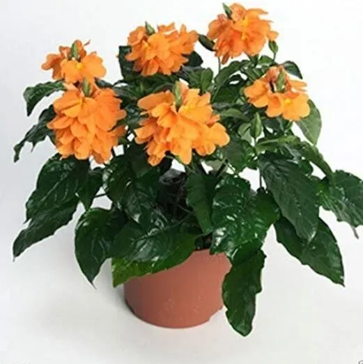 15 Seeds, Crossandra Seeds,Orange Marmalade -Firecracker Flower SH11954C - £14.12 GBP