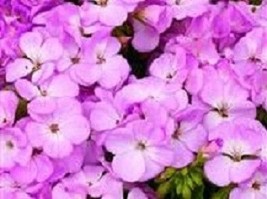 15 Geranium Film Coated Multibloom Lavender Multi Bloom Zonal Geranium Seedsgard - £19.54 GBP