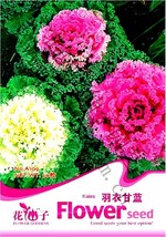 NEW Brassica Oleracea Red White Ornamental Kale Mixed Seeds, Original Pack, 50 S - £4.79 GBP