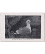 Audubon Print Herring Or Harbor Gull On Duck Island Maine 5 1/2* x 8 1/2&quot; - $3.44