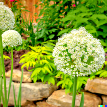 Wild Garlic Bulb Plant Seeds, Meadow Type Planting Herb  10 Seeds - £10.63 GBP