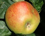 25 Blenheim Orange Apple Seeds - $8.49