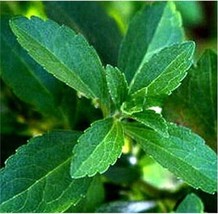 PWO Fresh 100Pcs Vanilla Stevia Seeds - Green Color - £5.48 GBP