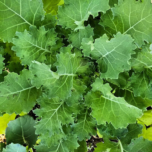 MBK Dwarf Siberian Kale Seeds 300 Seeds Non-Gmo 1098 Fresh Garden - $8.79