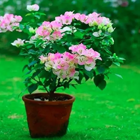 From US 100 pcs Bougainvillea Spectabilis Willd Bonsai Seeds High Germin... - £7.76 GBP