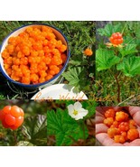 Seeds And Special Cloudberry Rubus Chamaemorus Artic Raspberry 100 Seeds Garden  - $9.21