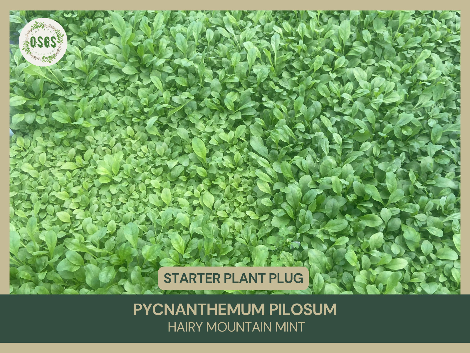 Pycnanthemum Pilosum Hairy Mountain Mint Starter Plant Plug Beautifully ... - $21.99