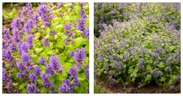 Live Plant - Chartreuse on the Loose Catmint Perennial - Nepeta - Quart Pot - £30.59 GBP
