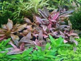 SEPTH *Buy 2 Get 1 Free* Cryptocoryne Pink Flamingo Pink Panther Live Aquarium P - £25.73 GBP