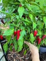 Item image 1 image 1