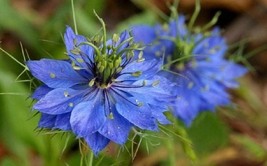 Love In A Mist Flower Seeds Blue Nigella Damascena Cool Beans N Sprouts ... - $8.99