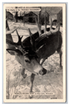 World Record Deer Rice Lake Wisconsin WI UNP  WB Postcard P29 - £9.84 GBP