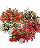 Begonia Seeds Boliviensis Begonia Groovy Mix 15 Pelleted Seeds Fast Ship... - $17.25