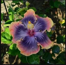 20 Purple Blue Pink Hibiscus Seeds Flowers Flower Seed Perennial Bloom - £11.97 GBP