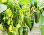 Fresh Harvest Hot Jalapeño Pepper Seeds Nongmo Heirloom Variety Fast Shi... - £7.20 GBP