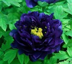 25pc PEONY SEEDS  rare exotic Garden Plant Flower bloom (Navy Blue) - £12.84 GBP