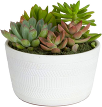 Live Succulent Garden Collection, Live Succulent Plants in Décor Pot, New House - £50.24 GBP