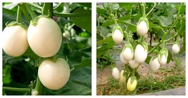 400 Seeds Cultivate Charm: &#39;White Baby&#39; Round Eggplant Seeds - £20.39 GBP