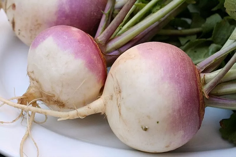 Premium TURNIP 20 VEGETABLE SEEDS - $5.44