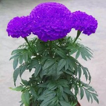 Marigold Seed 100 Purple Marigold Seeds Tagetes Garden Flowers - €8,73 EUR