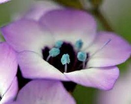 Bird&#39;s Eye Gilia Tricolor 1000+ Seeds Organic, Beautiful Delicate Lavender Bloom - £20.93 GBP