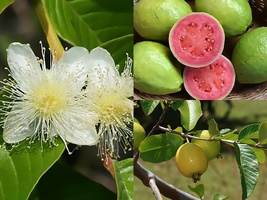 Variety Size Seeds Guava Psidium guajava Tree Seeds Fragrant Edible Evergreen - £13.57 GBP+