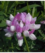 45 Crown Vetch Coronilla Varia Seeds Flower Perennial Hardy Ground Cover - £14.06 GBP