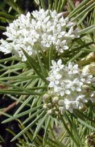 SR12Store 30 Ice Ballet Pure White Butterfly Weed Asclepias Flower Seeds Perenni - $8.62