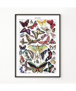 Butterfly Species Print Vintage Poster Botanical Wall Art Unframed Museu... - $369.95 MXN+