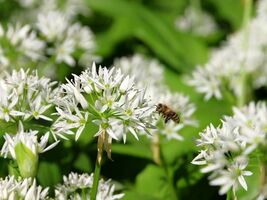 Allium ursinum seeds, wild garlic, ramsons, buckrams, broad-leaved garlic - €4,56 EUR+