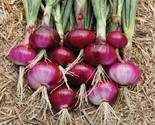 Red Burgundy Onion Seeds 200 Seeds Vegetable Garden Heirloom Non-Gmo - £7.20 GBP