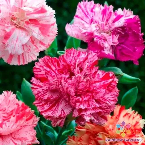 Seeds USA Seller 200 Picotee Mix Carnation Seeds Planting - $10.96