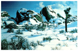 The High Desert in Winter Joshua Tree National Monument Cactus Postcard - £7.08 GBP