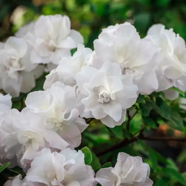 Hardy Ia Azalea Rhododendron Deciduous Starter Plant Double White Blooms Garden - £28.34 GBP
