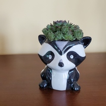 Raccoon Planter with Succulent, Live Plant Gift, Hens and Chicks, Sempervivum