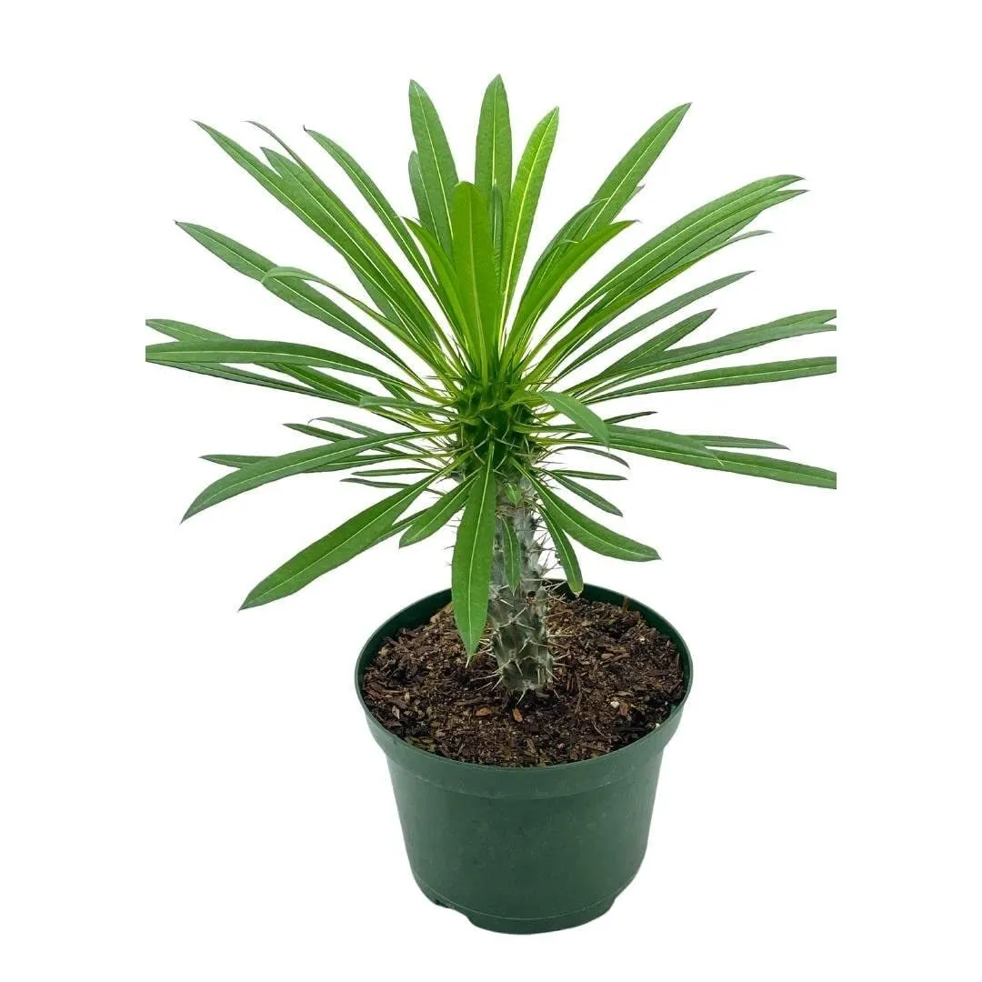 Madagascar Palm Pa inypodium Lamerei 6 in - £48.80 GBP