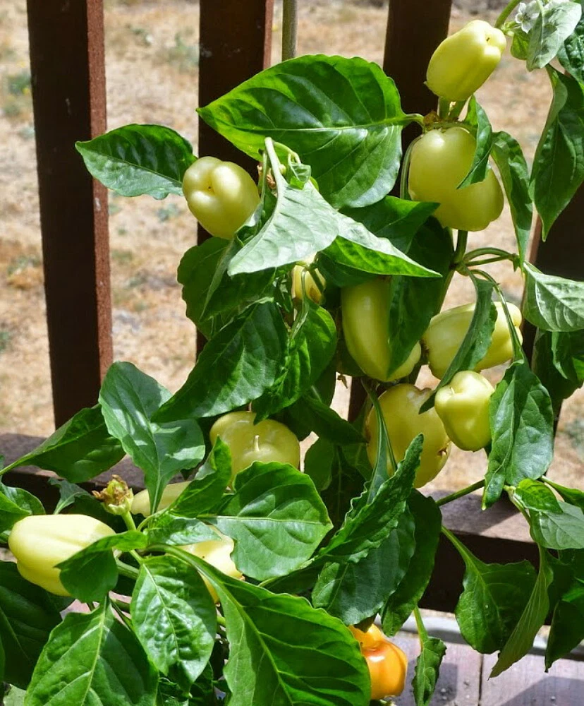 Albino Dove Sweet White Bell Pepper - Early White - 15 Seeds - $10.62