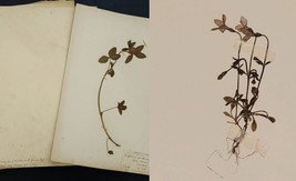 antique 40pg BOTANICAL PRESSED LEAVES FOLIO in folder HERBARIUM FW HOWAR... - £216.95 GBP