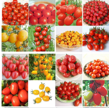 200 pcs 24 KINDS Tomoto Seeds mixed packed Purple Black Red Yellow Green Cherry  - £3.58 GBP