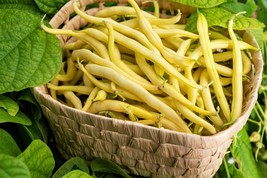 50 Yellow Cherokee Wax Bean Bush Aas Winner Phaseolus Vulgaris Seeds USA Shippin - $14.20