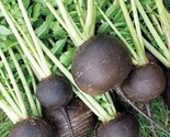 Black Spanish Round Radish Seeds 200 Survival Vegetable Garden Fast Ship... - $8.99
