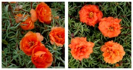 Orange Moss Rose Portulaca 400 Seeds - £15.80 GBP