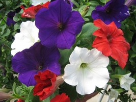 100 Pelleted Petunia Seeds Petunia Seeds Candypops Old Glory Mix Free Ship - £30.80 GBP