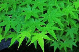 20 Green Japanese Maple Tree Ornamental Acer Palmatum Yellow Fall Foliage Seeds  - $15.00