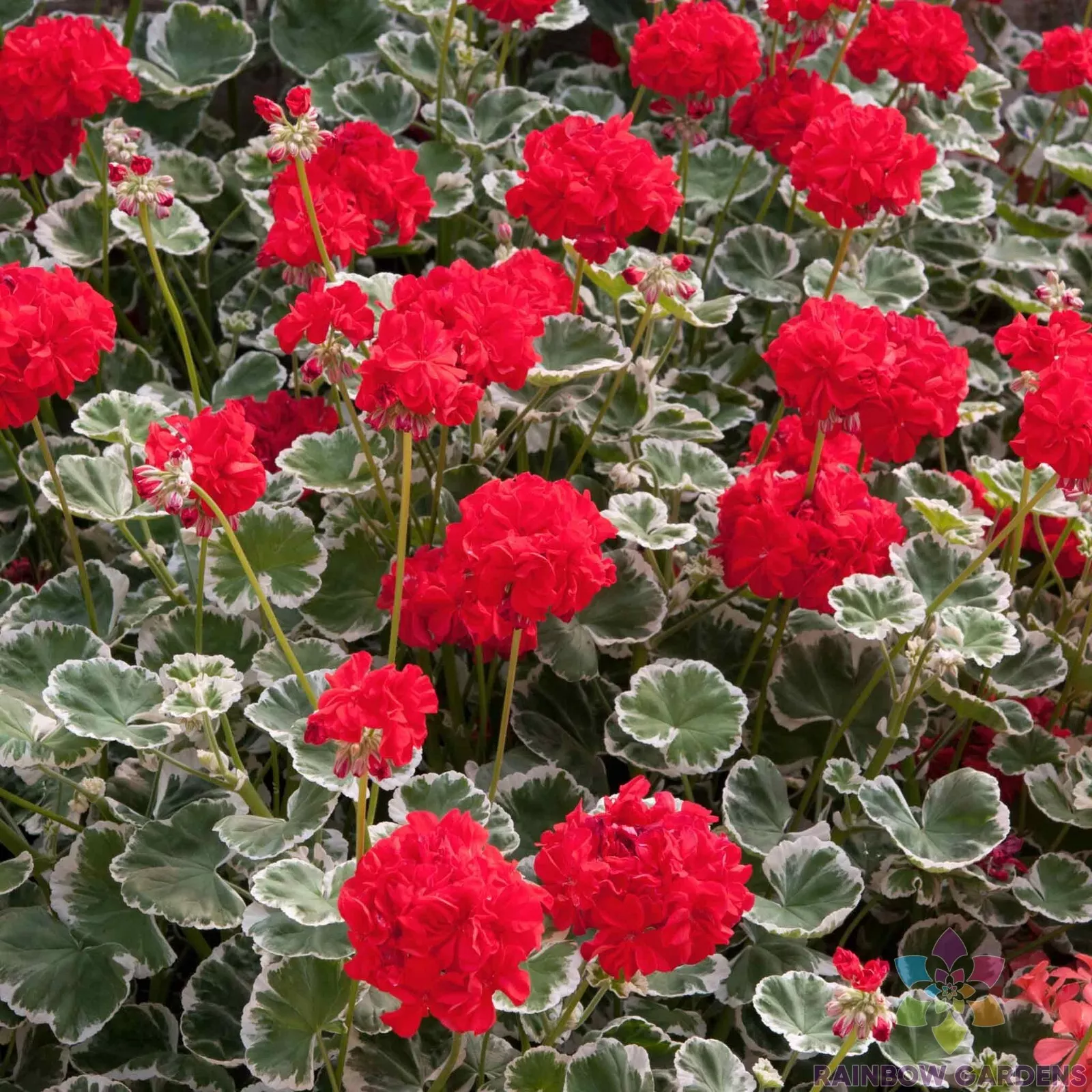 25+ GEOURGOUS Cattleya Langguth Geranium Seeds for Garden Planting - $72.01 MXN